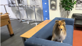 thumbnail of medium Sunny & Laila, zwei Hunde, die das Büro erobern!