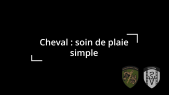 Soins de plaie simple chez le cheval