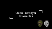 Nettoyage des oreilles du chien