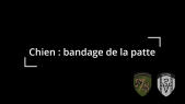 Bandage de la patte du chien