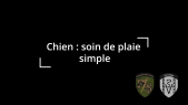 Soins de plaie simple chez le chien